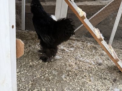 Black Silkie Chicken