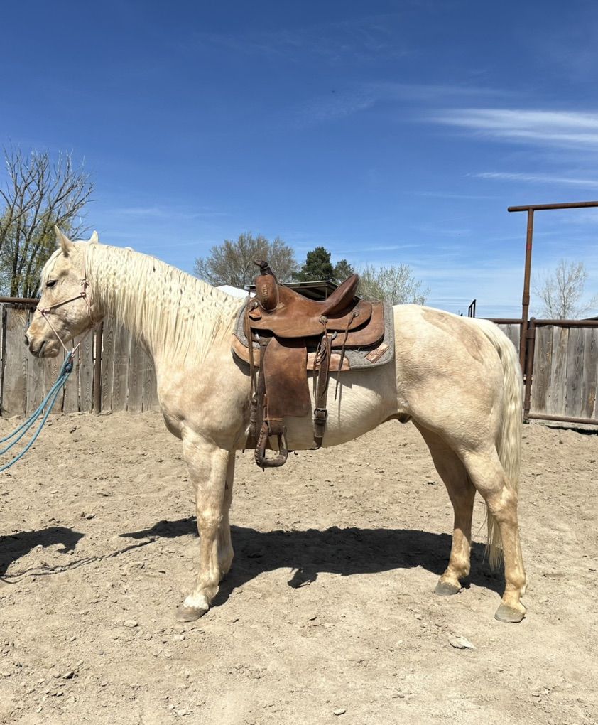 Ranch Gelding