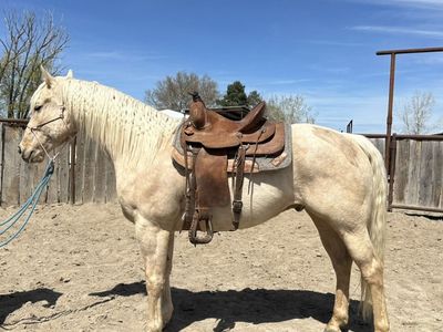 Ranch Gelding