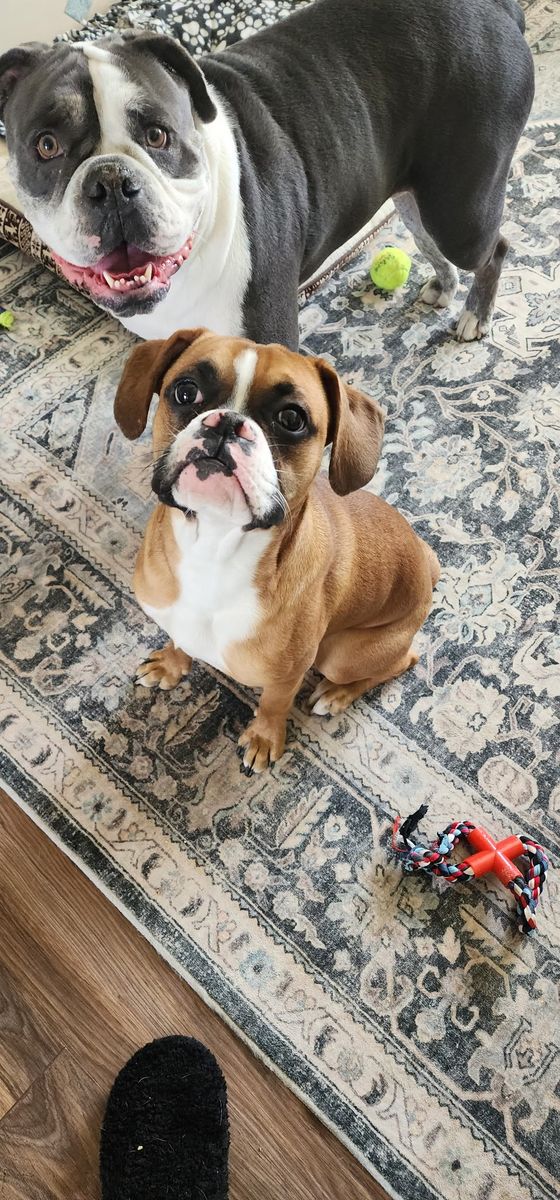 Boxer needs to be re-homed