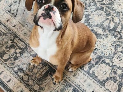 Boxer needs to be re-homed