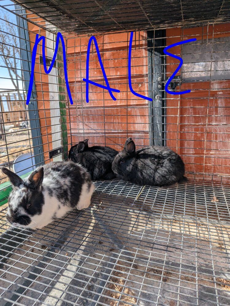New Zealand Rabbit Kits