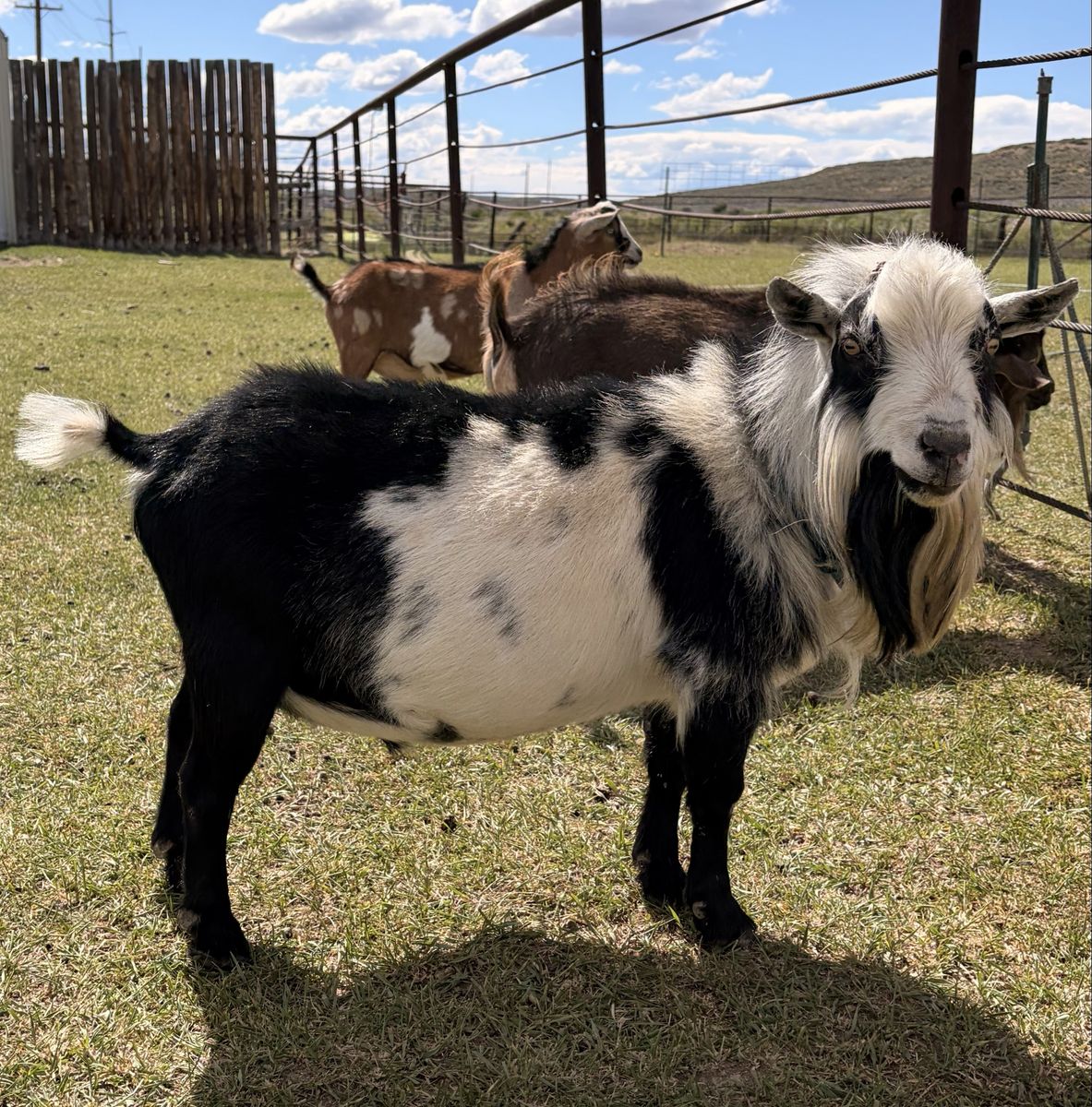 ADGA Registered Purebred Nigerian Dwarf Herd Sire