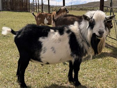 ADGA Registered Purebred Nigerian Dwarf Herd Sire
