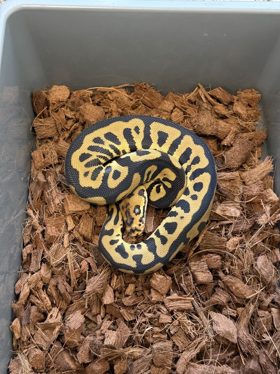 Chocolate Leopard Spotnose Clown male ball python