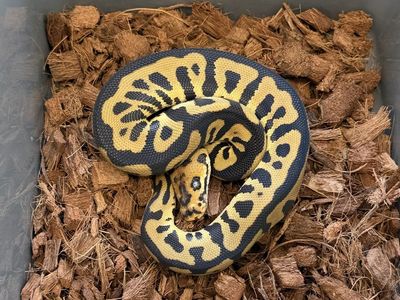 Chocolate Leopard Spotnose Clown male ball python