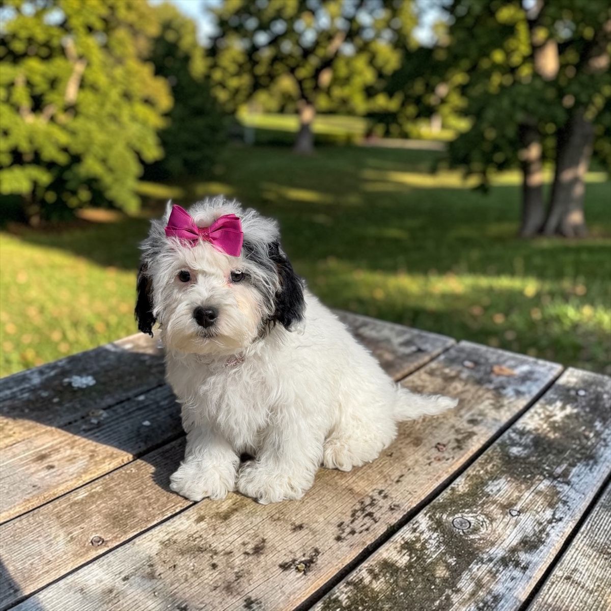 Cutest Little Doodles