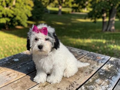 Cutest Little Doodles