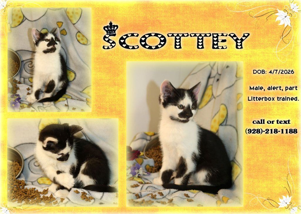 Adorable Cats For Sale In Cedar City Ut.
