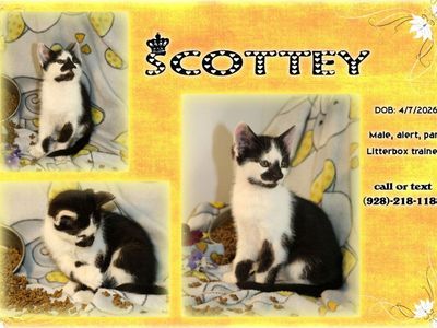 Adorable Cats For Sale In Cedar City Ut.