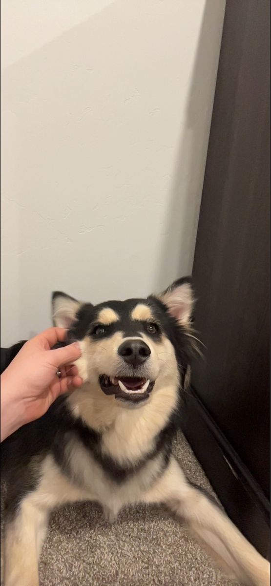 Australian Husky