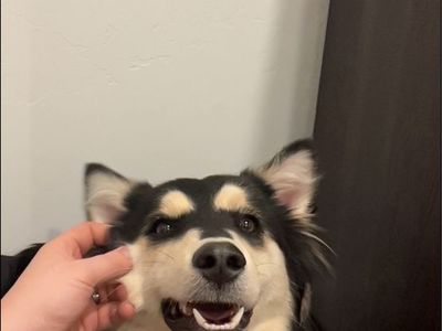 Australian Husky