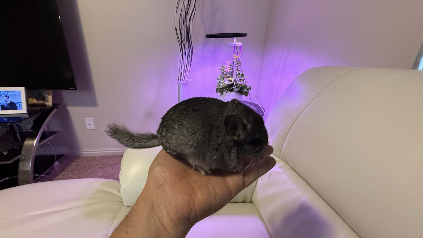 Cute fluffy pet Chinchilla