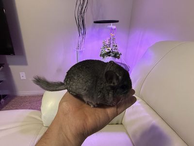 Cute fluffy pet Chinchilla