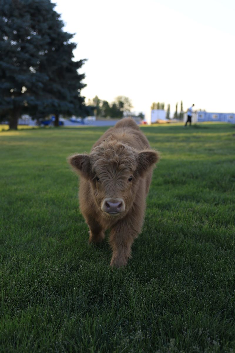 Miniature Highland