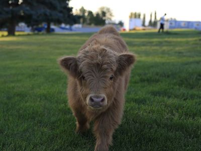 Miniature Highland
