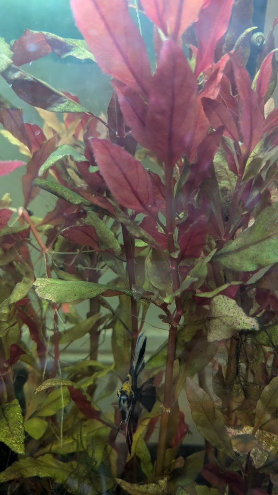 althernaria reinikii