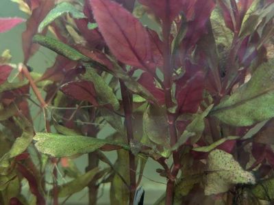 althernaria reinikii