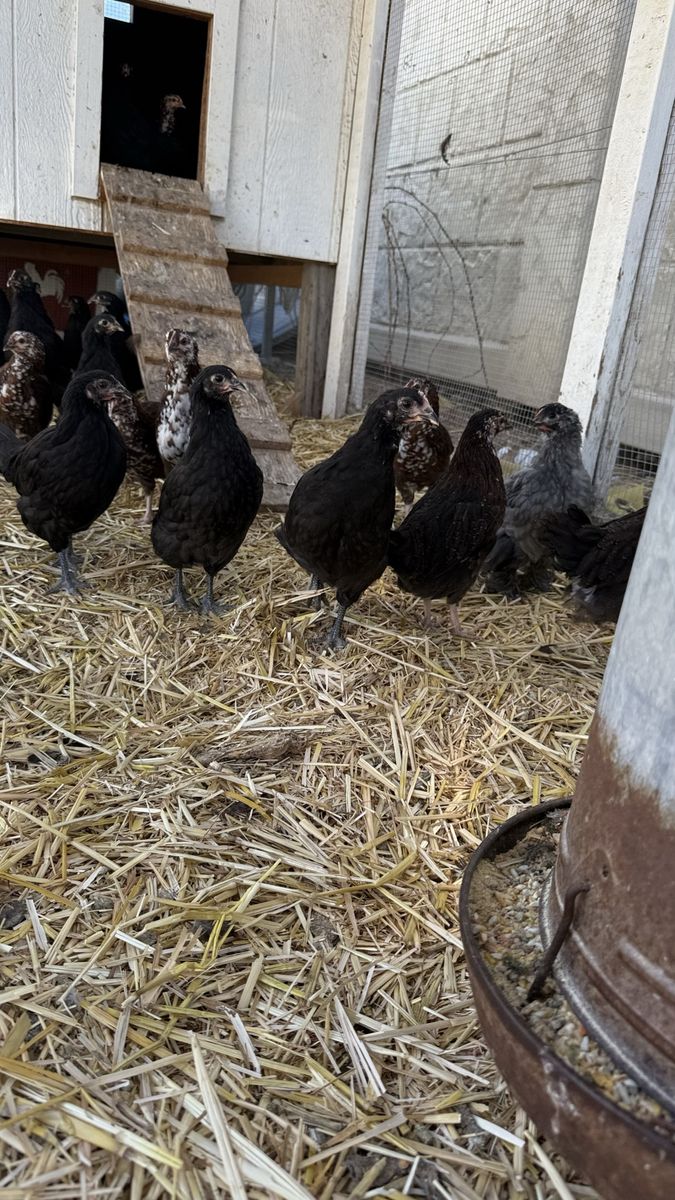 Pullets eight weeks old