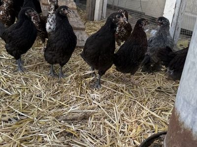 Pullets eight weeks old