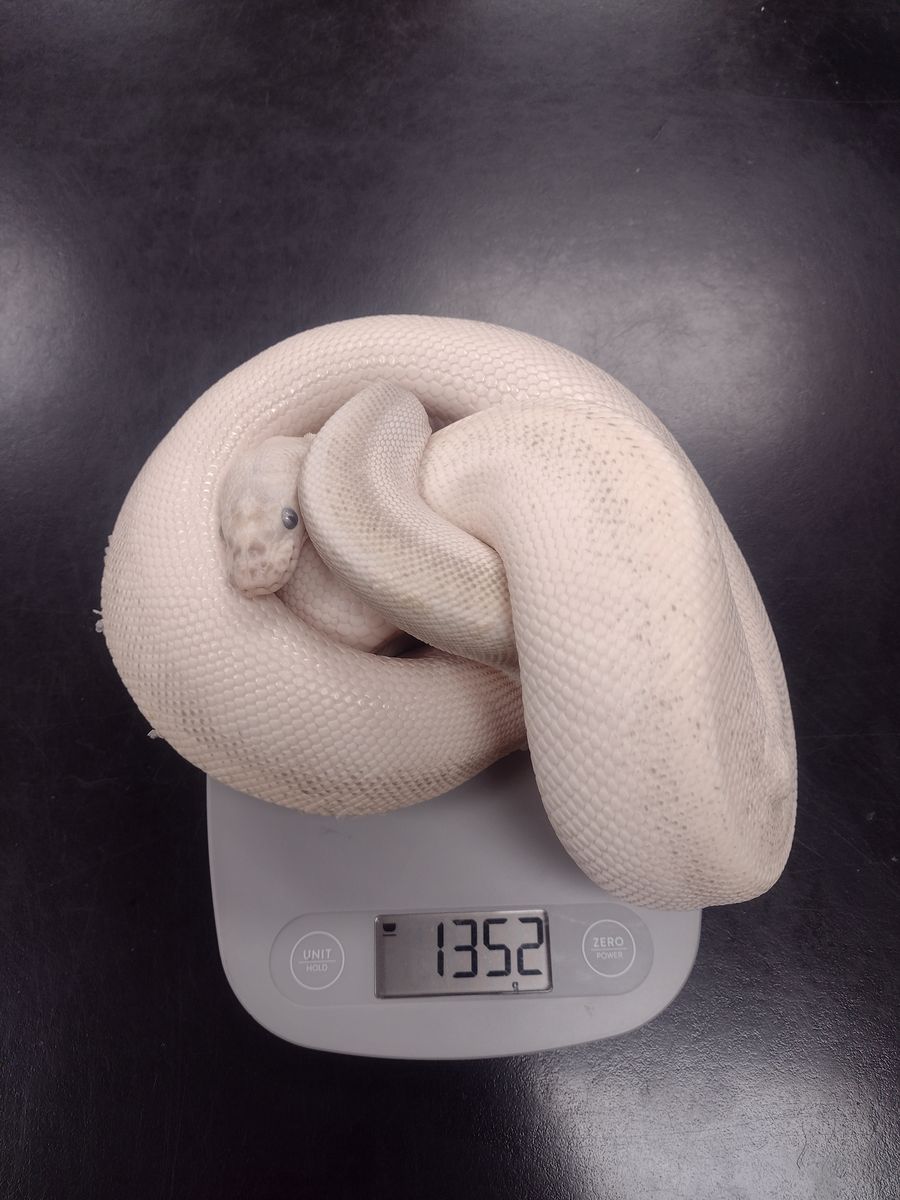 Retiring Teacher has 5 ball pythons and entire setups/cages for sale.