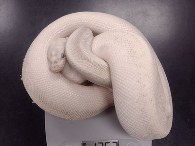Retiring Teacher has 5 ball pythons and entire setups/cages for sale.