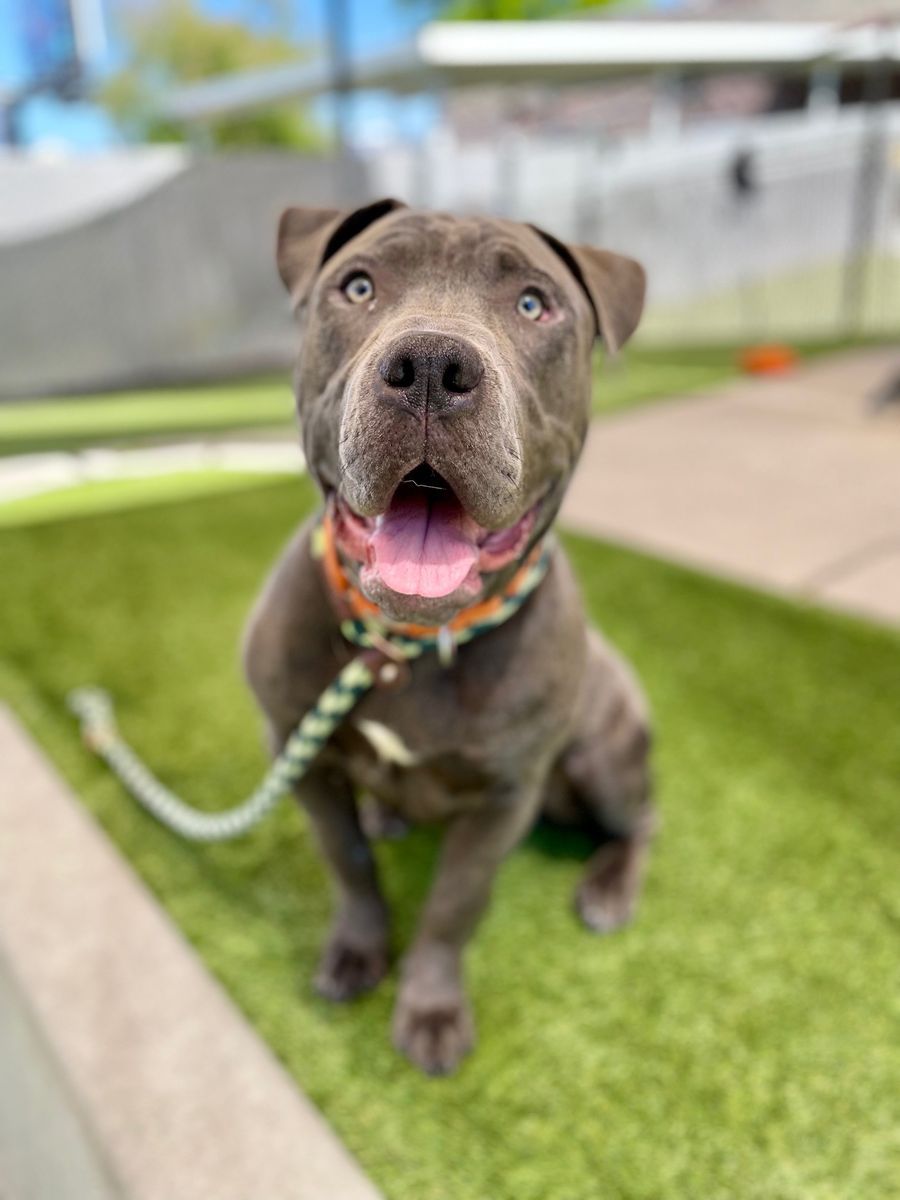 A161385 Rusty is Available for Adoption!
