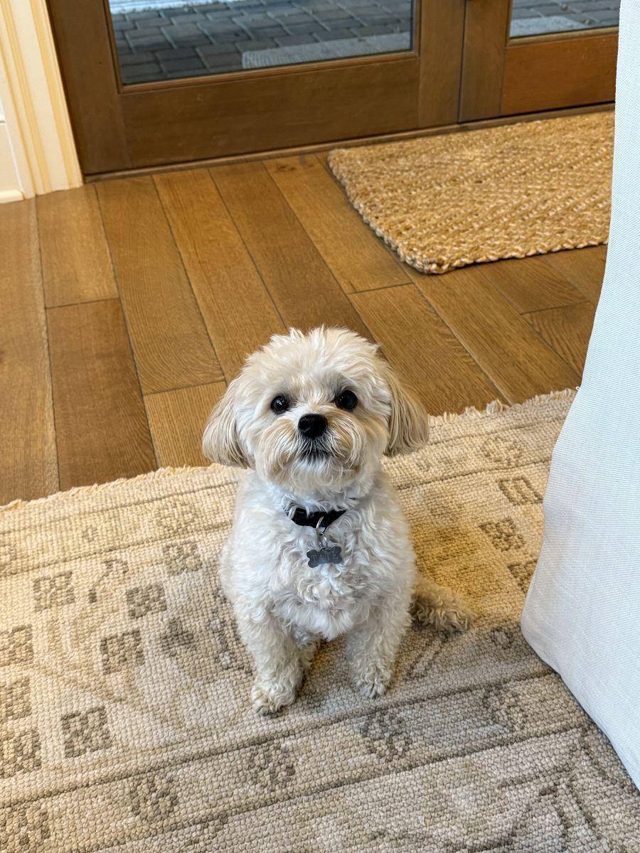 Maltipoo Looking for a New Home