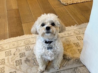 Maltipoo Looking for a New Home