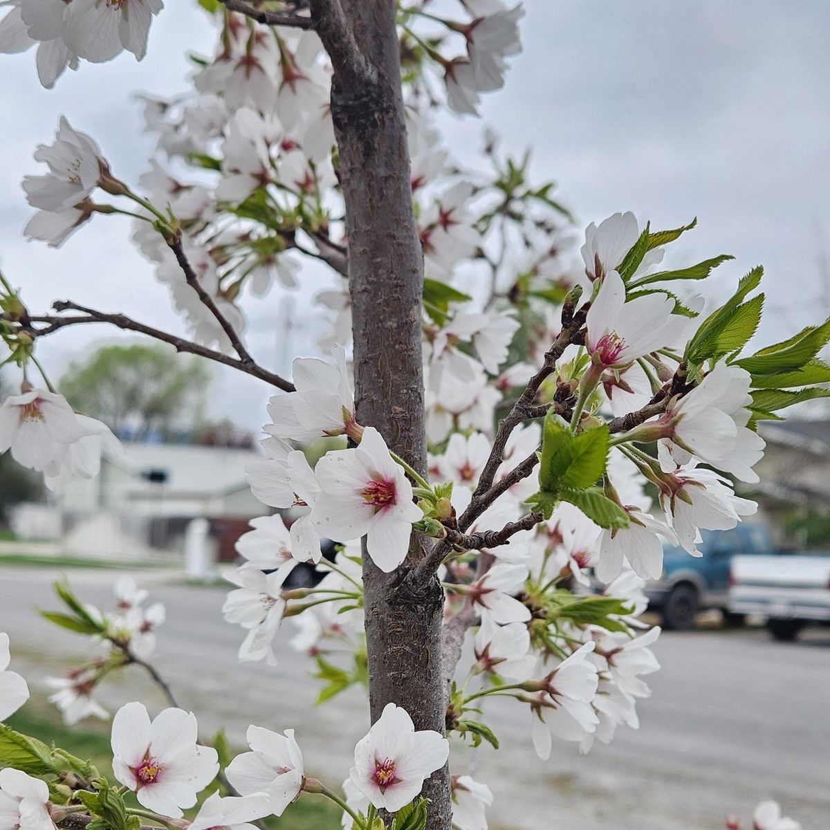Free goat and Chicken compost
