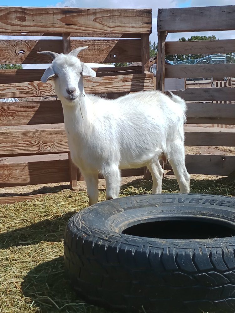 Alpine/Oberhasi/Nigerian Dwarf/ Boar cross