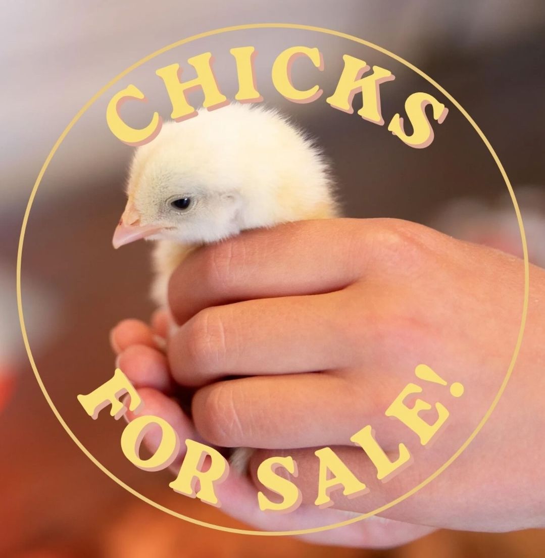 Chicks