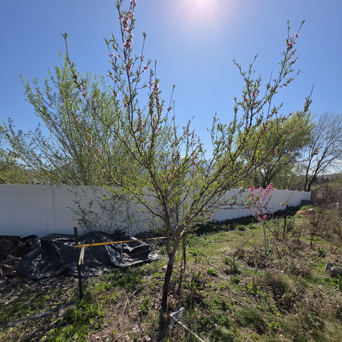 Peach Tree, Bottling