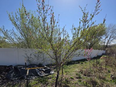 Peach Tree, Bottling