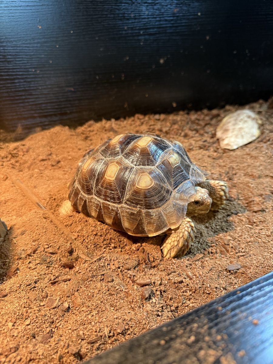 Sulcata Tortoise