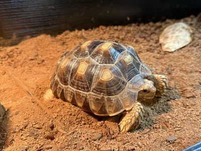 Sulcata Tortoise