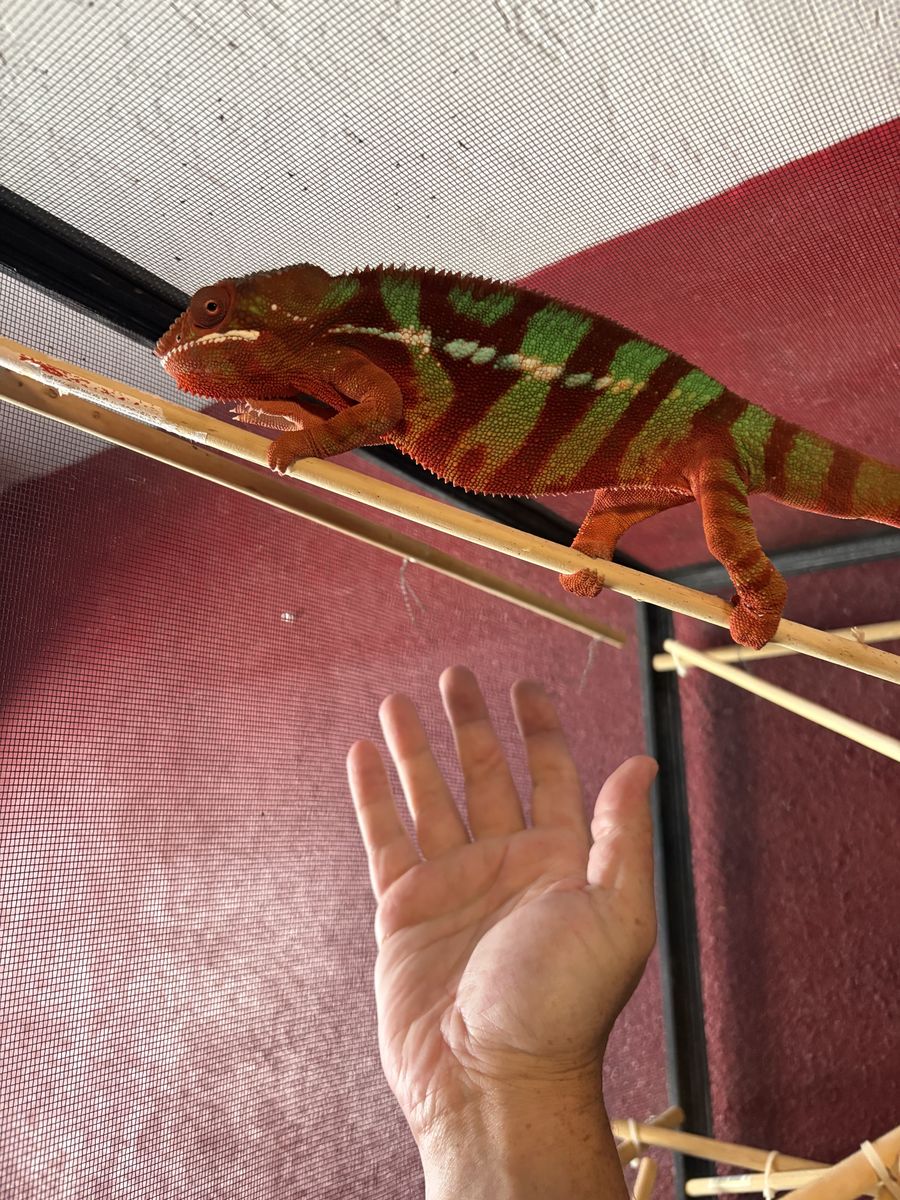 Gorgeous Male Panther Chameleon