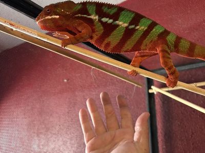 Gorgeous Male Panther Chameleon