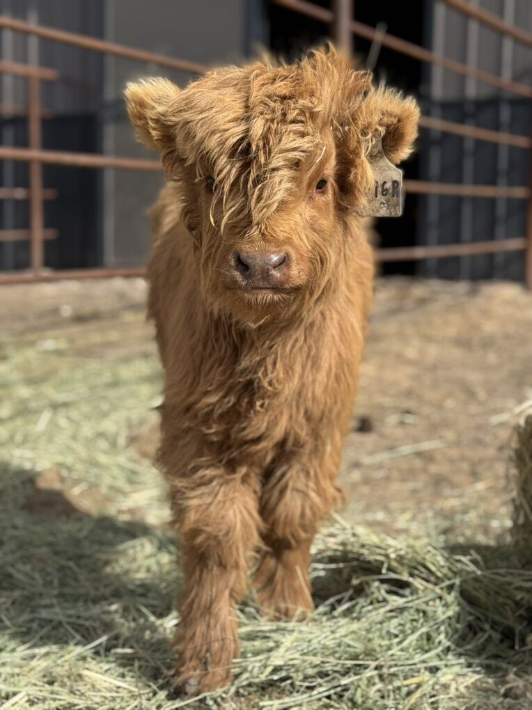 Cinnamon - Sweet Highland Calf!!