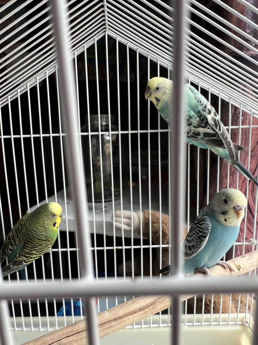 Yellowface Budgie parakeets