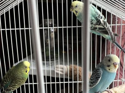 Yellowface Budgie parakeets
