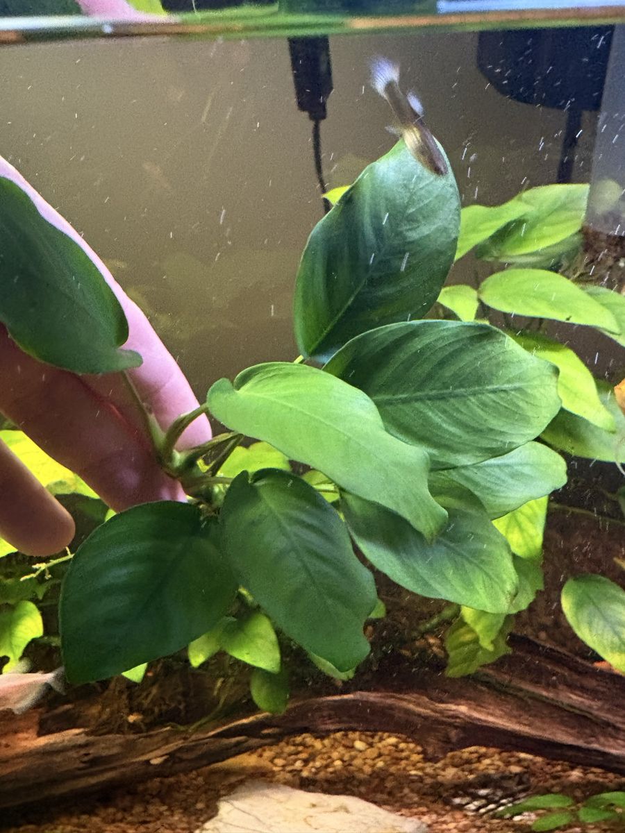 Anubias barteri aquarium plant