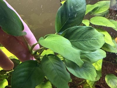 Anubias barteri aquarium plant