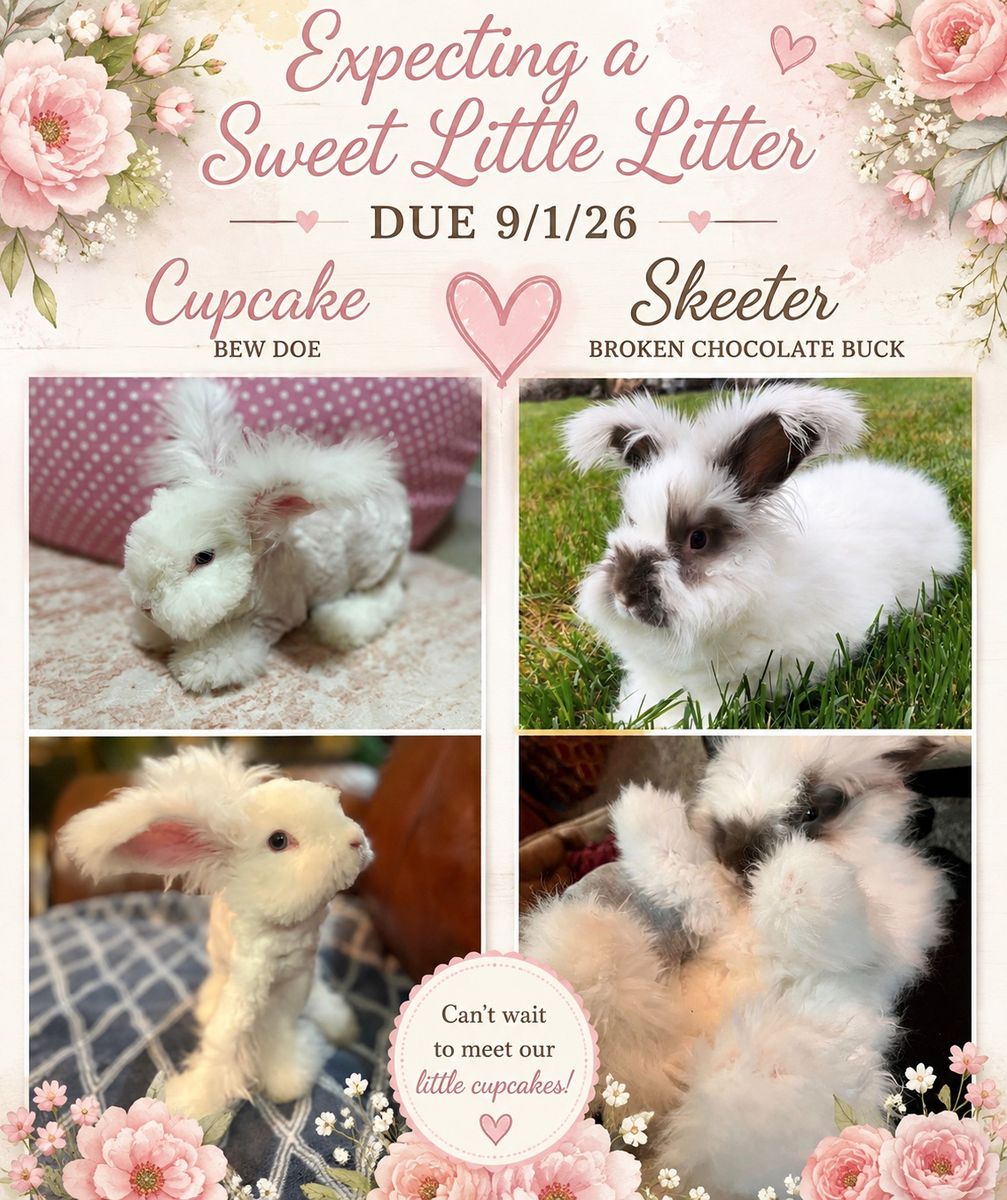 Pedigreed English Angora Rabbit Litter Announcement - Skeeter & Cupcake 9/1/26 
