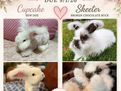Pedigreed English Angora Rabbit Litter Announcement - Skeeter & Cupcake 9/1/26
