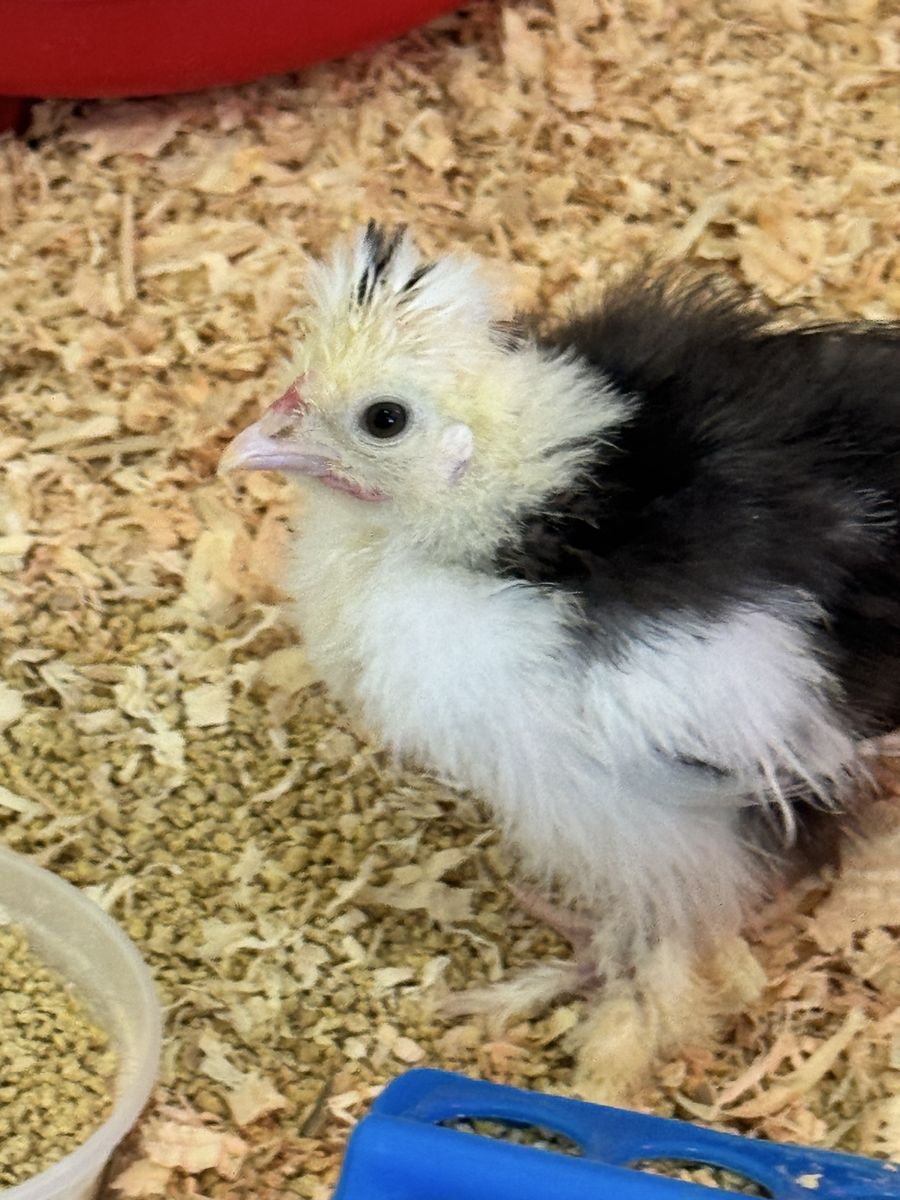 Mottled Silkie Unsexed Chick (Possible Male) 5 Weeks Old or So