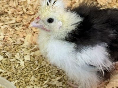 Mottled Silkie Unsexed Chick (Possible Male) 5 Weeks Old or So