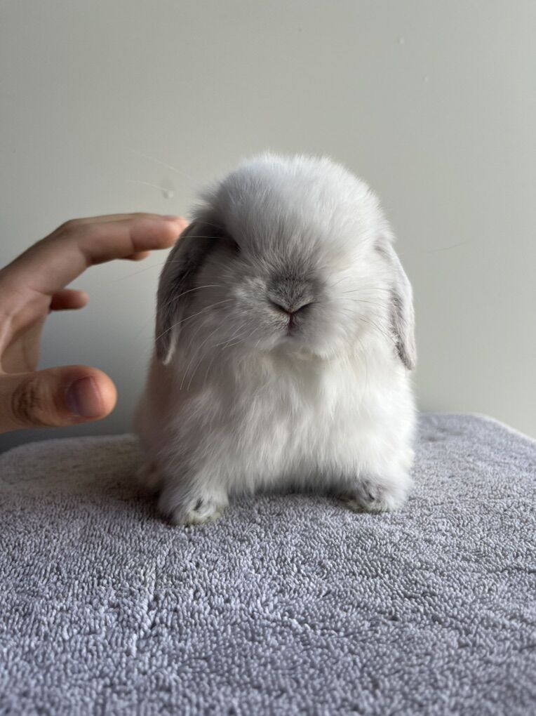 Holland Lops Ready For Christmas (1 Left)