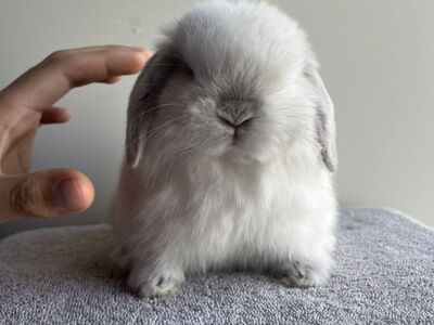 Holland Lops Ready For Christmas (1 Left)