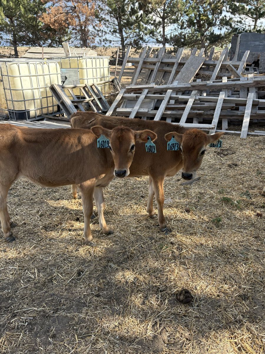 Weaned hiefers ready to roll